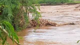Giraffe killed by floodwater in Kenya Heavy FloodsEwaso Nyiro