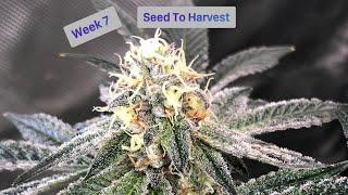 Seed To Harvest Organic Cannabis Grow Spiderfarmer g4500 Grow Light