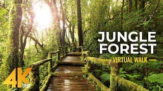4K Nature Treasures of Hawaii Botanical Garden - Jungle Forest Cinematic Virtual Walk Slow Motion