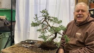 Why When and How to Repot a Juniper Bonsai