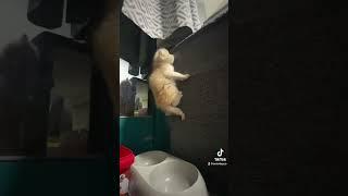 Kitten or spider man? #catlover #cutekittensvideo  #cutecats #kittensofyoutube #cat