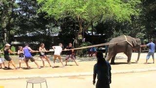 elephant tug of war