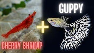 Guppy Fish and Cherry Shrimp – Can you Keep Them in Same Aquarium ?