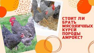 Стоит ли брать мясояичных курей породы Амрокс????