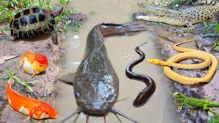 Wow Tangkap ikan lele jumbo dalam lubang ada ikan gabus belut ikan hias ikan koi kura kura