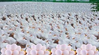 Get Rich By Raise Ducks For Eggs Business - Duck Song - Duck Farming