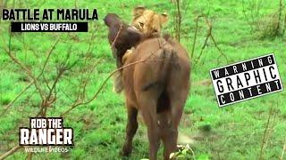 Lions Vs Buffalo Battle At Marula  Epic Safari Showdown