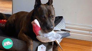 This Galah Cockatoo Went Missing. Loving Staffy Helps to Save Him  Cuddle Buddies