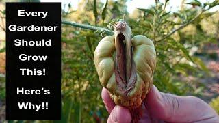 Every Gardener Should Grow This Plant In Their Garden Heres Why Chayote - Choko - Mirliton