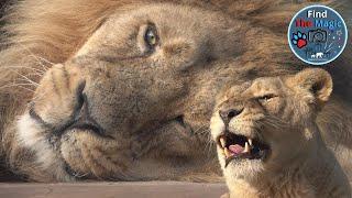 Roaring Lions at Chester Zoo
