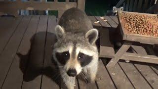 Seventeen Raccoons on a Saturday Night