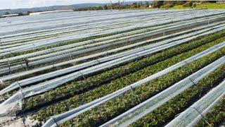 HOW TO STORE TEMPORARY POLYTHENE USED FOR LOW  TUNNELS