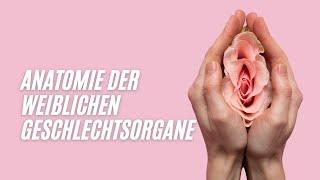 Anatomie der weiblichen Geschlechtsorgane - Prof Mira klärt auf