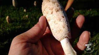 Foraging Picking and cooking Shaggy Inkcap Coprinus comatus mushrooms  South Australia  Nấm Mực