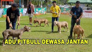 Adu Anjing Pitbull Dewasa Jantan - Kelas Paling Bergengsi