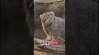 神戶動物王國小記錄！兔猻No.1！ #神戶動物王國 #兔猻 #水豚 #神戶景點