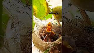 Micro Bug Feeding Day 4 EP 133