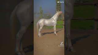 Beautiful White Horse really beautiful different horse breed #horse_lover #like #short #subscribe