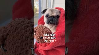 Times when my PUG gave me SASS #pug #dog #funny