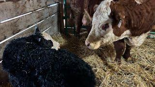 Surprisingly BIG calf from one of the smaller cows