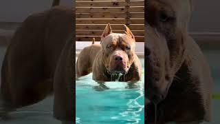 Pitbull ne kiya picha #attitude_whatsapp_status