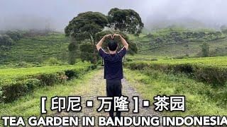 印尼茶园 INDONESIA TEA GARDENS