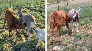 Cow Feeds Milk From Adopted Goat Mother