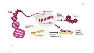 MicroRNA biogenesis functions and role in diseases  Molecular Microbiology Tutorials