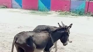 Super Murrah Donkey and Horse Meeting  Mule Donkey meeting with mare