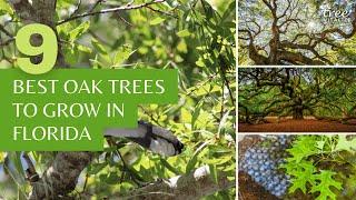 9 Oak Trees to Grow or Admire in Florida