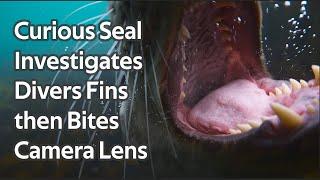 Curious Seal Bites Camera Lens After Investigating Scuba Divers Fins - 4K Sony A7Siii HDR HLG