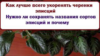 Для любителей эписций  Как лучше укоренять эписции  Нужно ли сохранять названия сортов  и почему