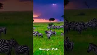 Serengeti National Park #africa  #tanzania