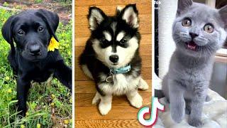 Funny ANIMAL Videos   Funny PETS Compilation 