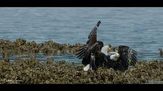 Eagles fighting 4K 2 frames per second