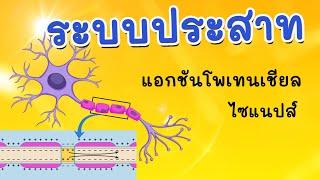 ระบบประสาท การทำงานของเซลล์ประสาท