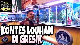 Kontes Louhan di Gresik KLG Evolution 2020  Flowerhorn Contest