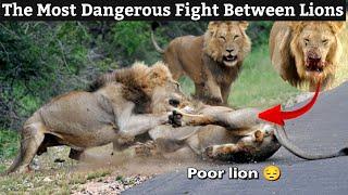 Lions vs lion fight to death the most dangerous fight between lions  youve never seen this before