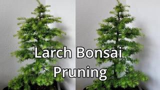 Larch Bonsai Summer Pruning 2024 Update