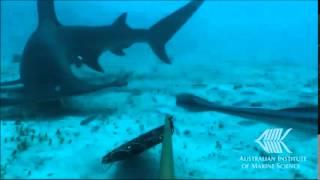 Footage captured from baited remote underwater video surveys BRUVS