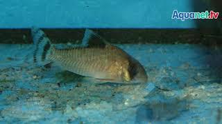 Corydoras oyapockensis Zucht im Laubaquarium