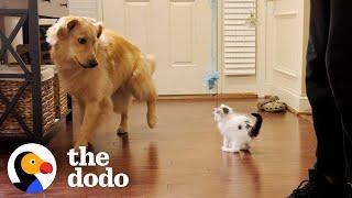 Golden Retriever Helps Raise Kitten  The Dodo