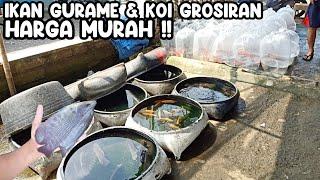 IKAN GURAME - KONSUMSI & KOI GROSIRAN‼️JAWARA LAUK  PASAR IKAN HIAS PARUNG‼️