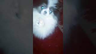 best of cute pomeranian puppies