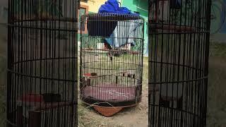 Tembakan Murai Bikin merinding #burung #kicaumania #muraibatu #bird