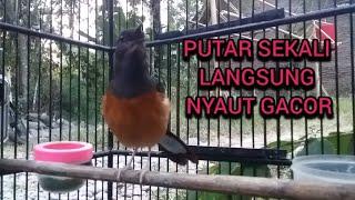 PUTAR SEKALI LANGSUNG RESPON NYAUT GACOR  Murai betina bikin murai jantan EMOSI dan gacor seketika