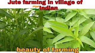 jute farming in west bengal India.