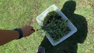 Eliminating Purslane