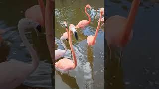 Goofy Flamingos Eating Cat Food #shorts