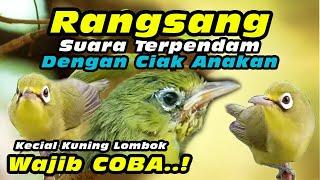 Perangsang Suara Dengan Ciak Anakan Kecial Kuning #kecialkuninggacor #keciallombok #kecialngejos